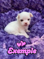 Bichon maltais