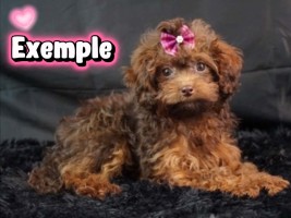 Yorkipoo