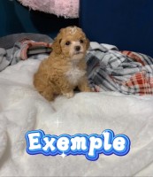 Caniche Toy