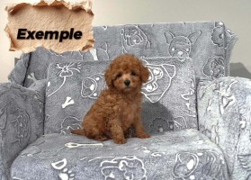 Caniche Toy