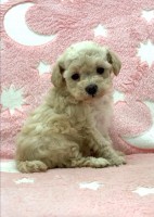 Caniche Toy