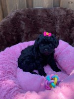 Caniche Toy