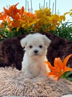 Maltipoo
